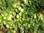 Wild Food Foraging