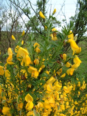Broom, Cytisus scoparius