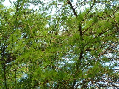 Larch,  Larix decidua