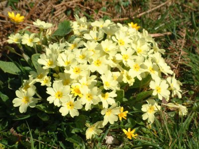 Primrose Flowers, Primula vulgaris