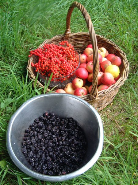 Wild food